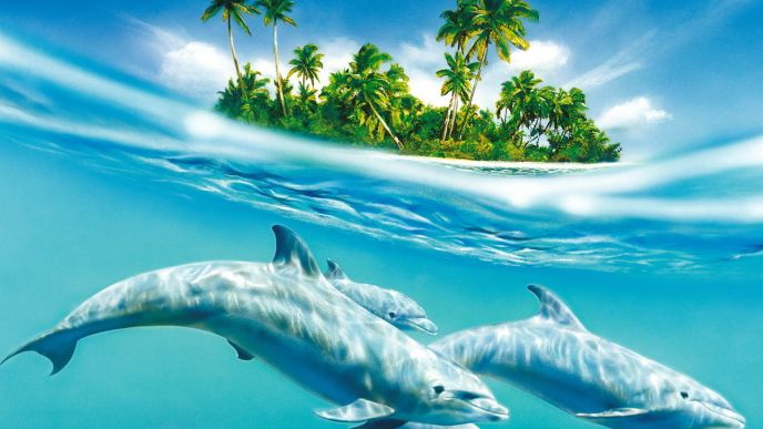 Three Sweet Dolphins
