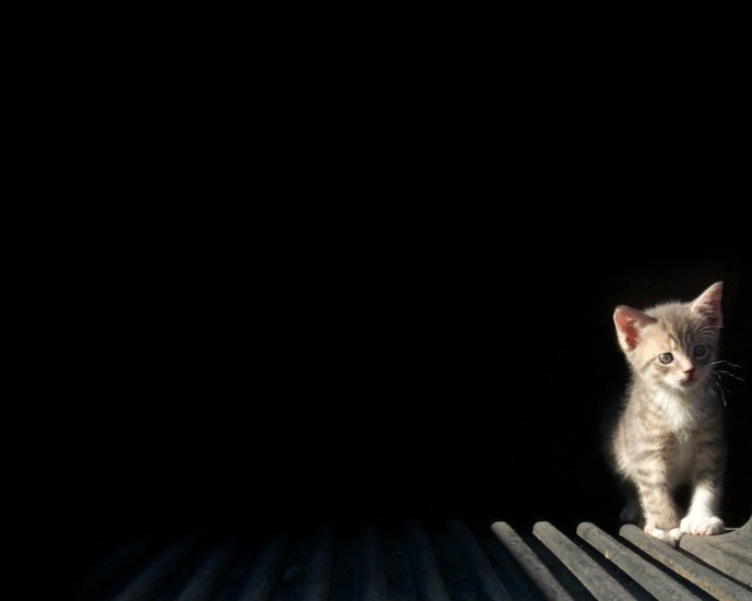 Shiny kitty cat