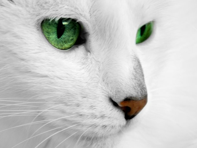 White cat close up