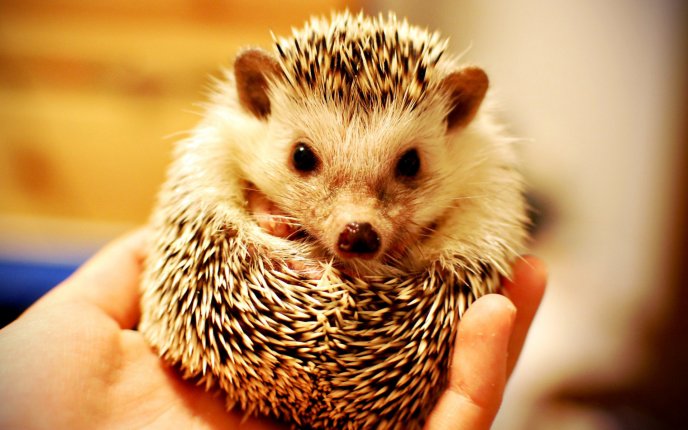 Tiny hedgehog