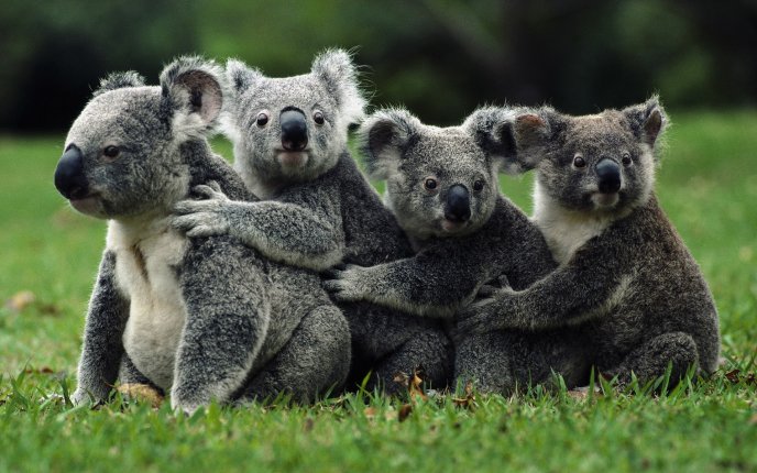 Koala - perfect family photo