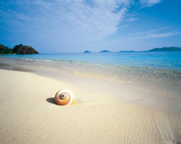 A shell on golden sand