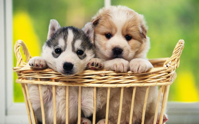Dogs in a basket