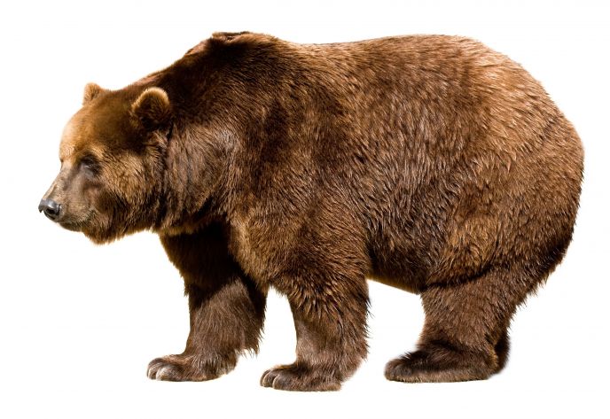 Big brown bear