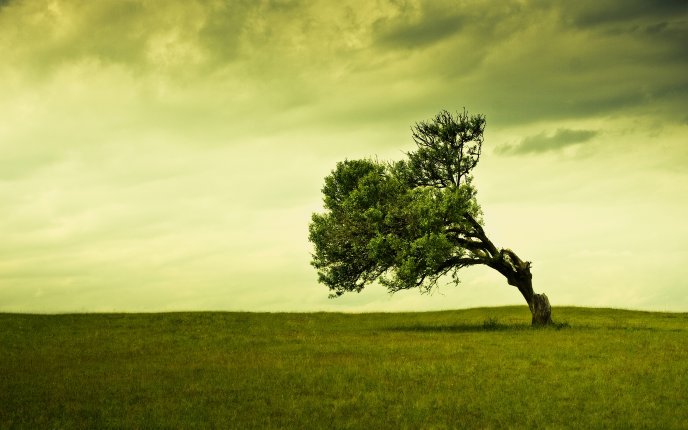 One tree on a green field HD wallpaper