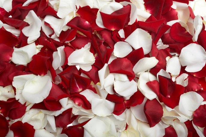 Bed of white and red rose petals