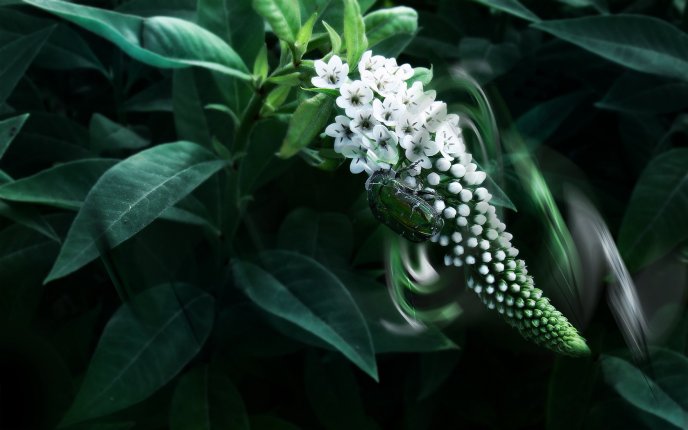 A green insect on a white flower
