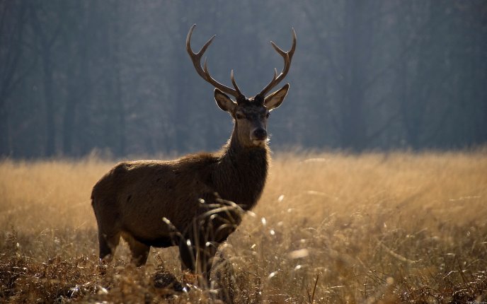 Deer - wild animal
