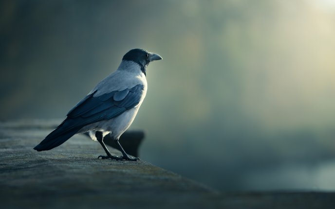 White crow HD wallpaper