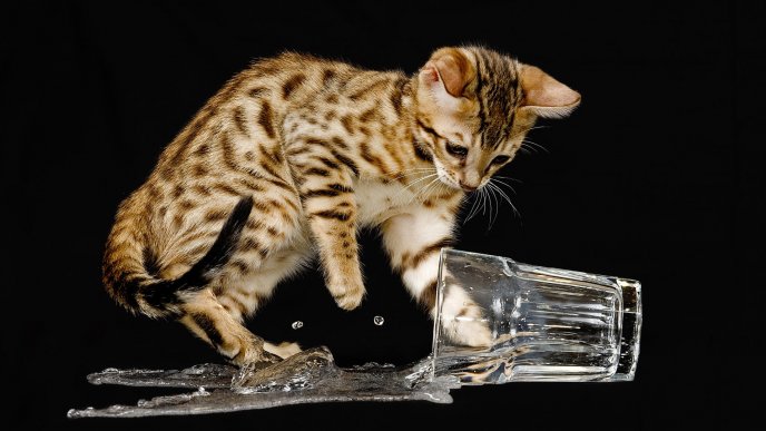 Ups - cat spilled my water