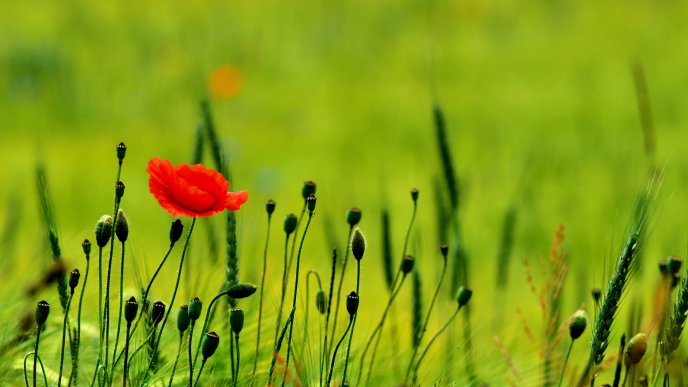 Red poppy flower on a green poppy field