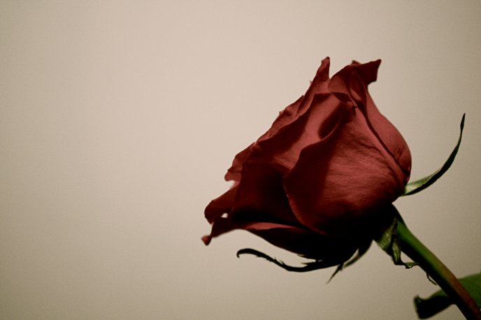 Beautiful velvet red rose
