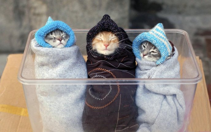 Three little funny cats - wrapped