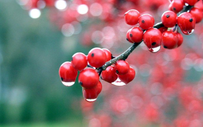 Small red fruits close up HD wallpaper