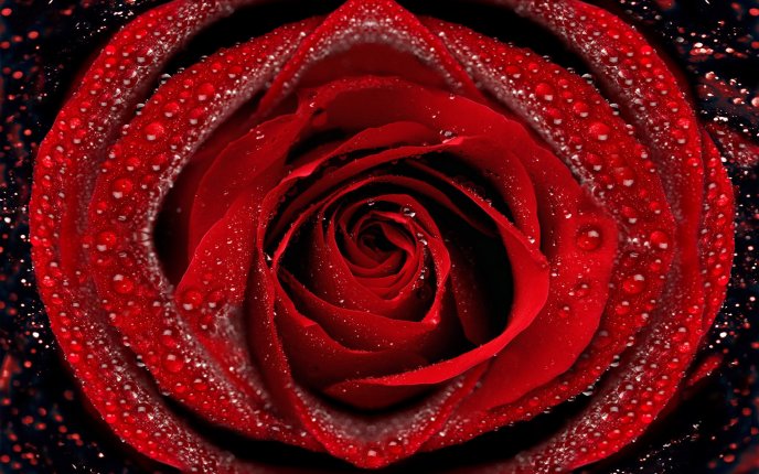 Red rose with velvet petals full of water