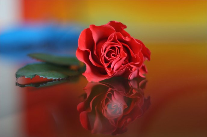 Red rose on a glass table - mirror