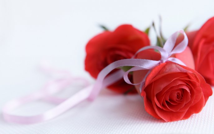 Red roses - bouquet HD wallpaper