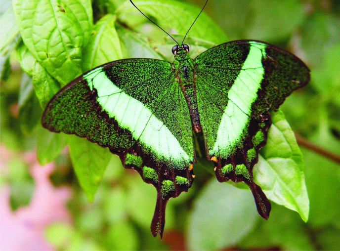 Green insect - beautiful butterfly on a leaf