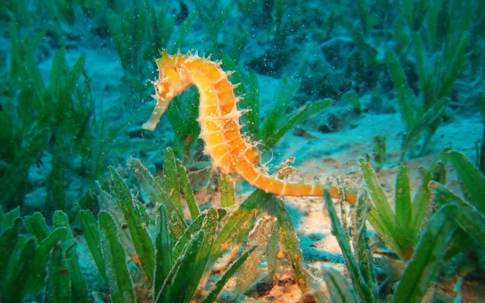 Little shiny seahorse underwater