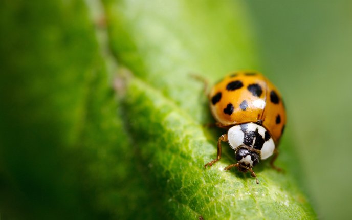 Little ladybug on a big green leaf - macro wallpaper