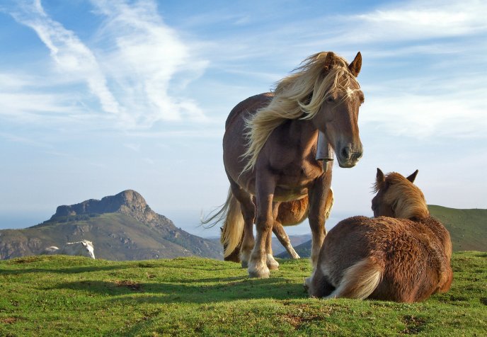Two horses in nature - on a beautiful green meadow