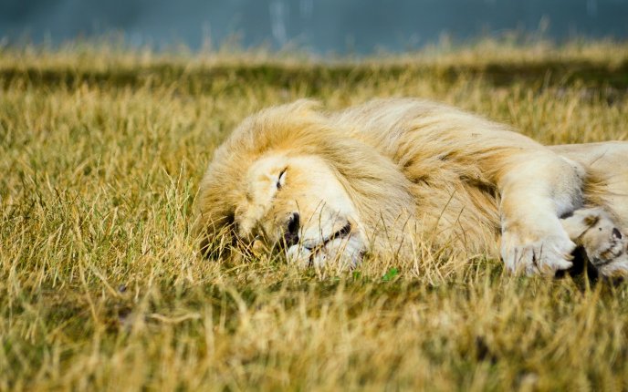 Lion sleeping in the jungle HD wallpaper