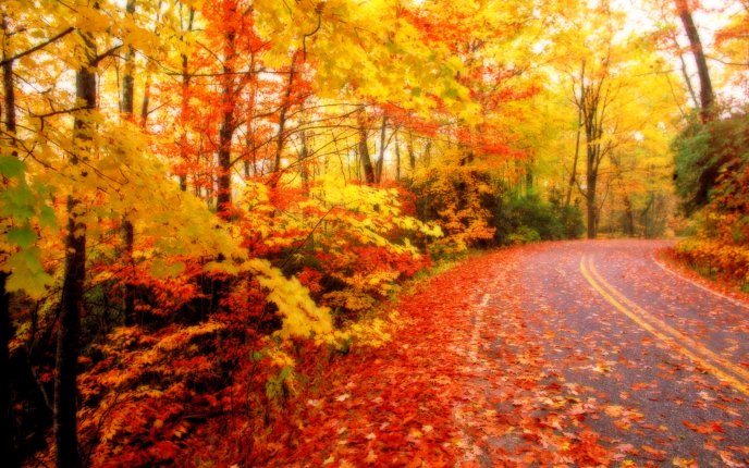 Road covered with copper-colored leaves