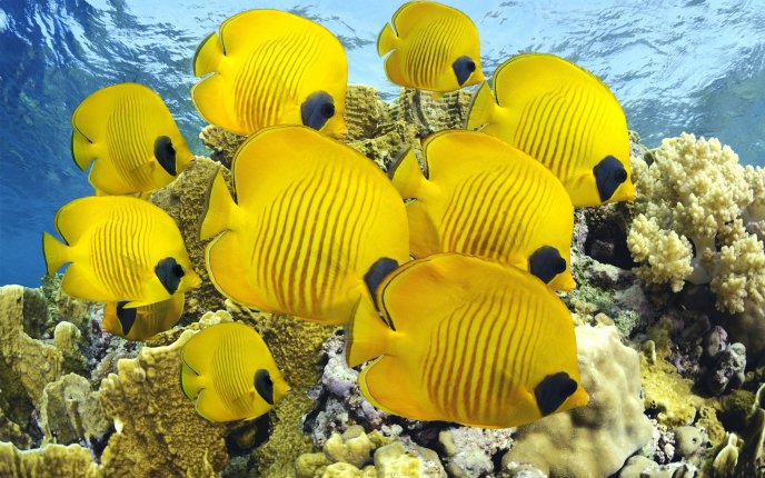 School of yellow fish HD wallpaper