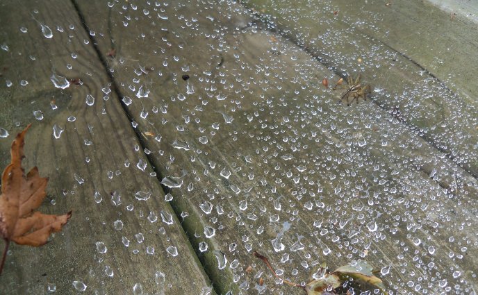 Rain - drops of water on the wood