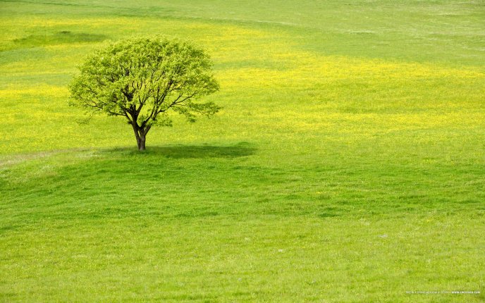 A tree on a big green field Hd wallpaper
