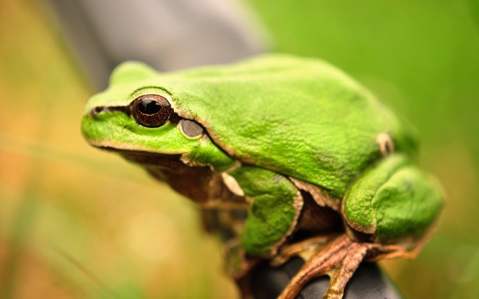 A green frog sitting on a bar HD wallpaper