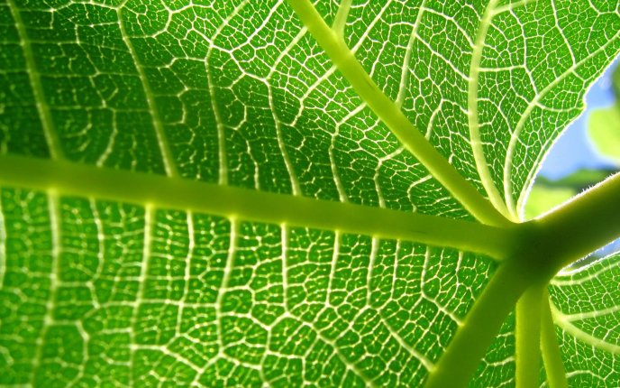 Veins of a green leaf HD wallpaper