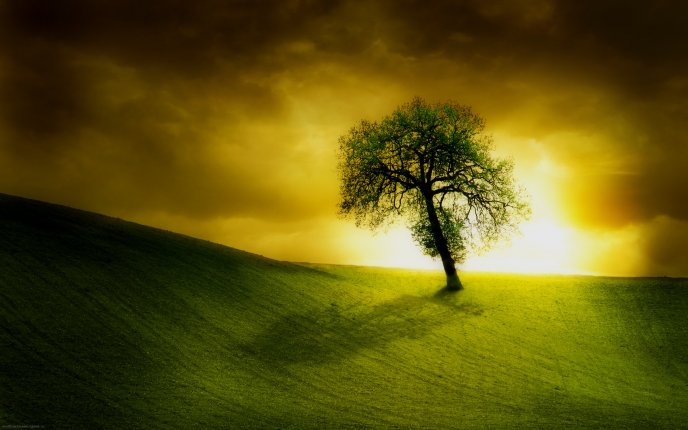 Lonely tree in sunlight on a green field