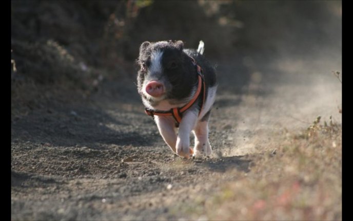 Cute small pig running on the path