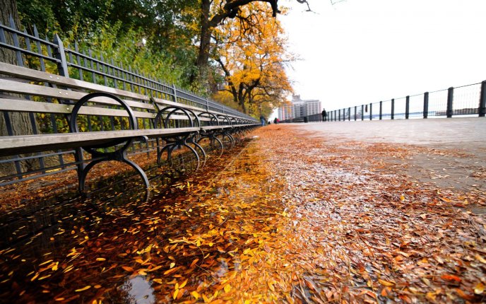 Fall on the sidewalks of New York HD wallpaper