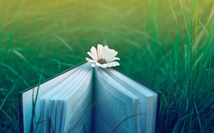 A flower between the pages of a book on the grass