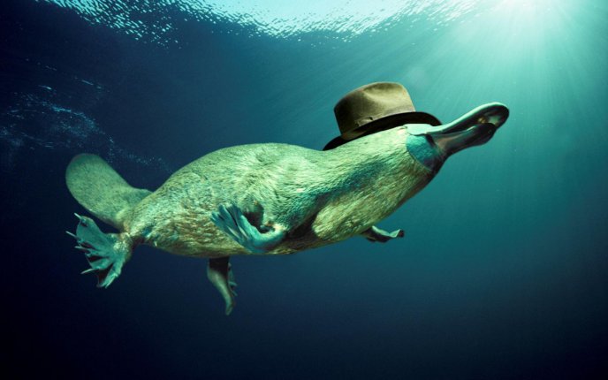 Platypus in the water wears a hat - HD wallpaper
