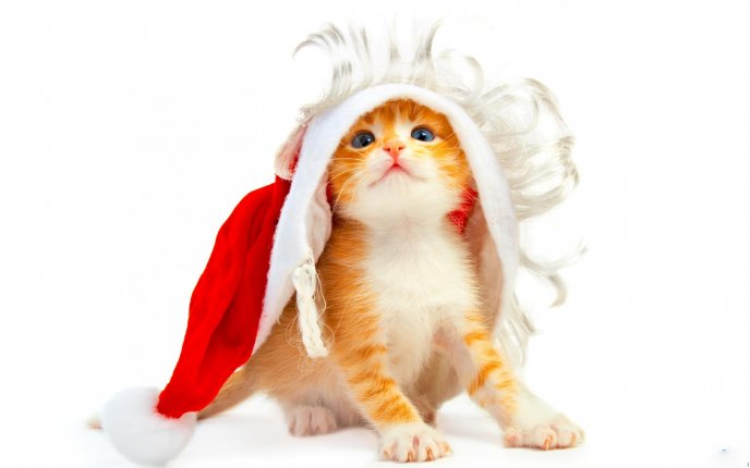 A small kitten in a Christmas cap HD wallpaper