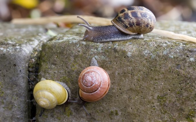 Snails climbing on a rock HD wallpaper