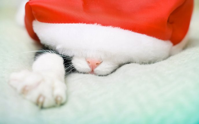 Drowsy cat sleeps under Santa's hat HD wallpaper