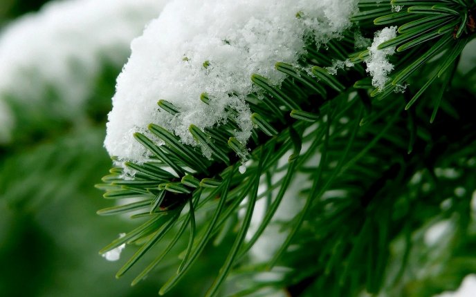 Snow on a pine branch HD wallpaper