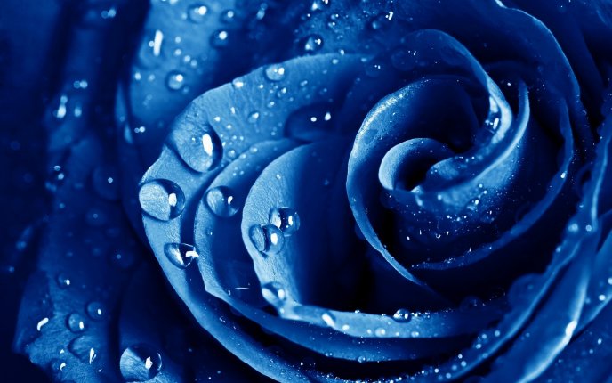 Drops of water on a beautiful blue rose - macro