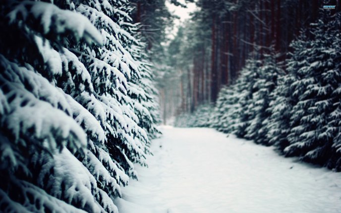 Snowy path between trees HD wallpaper