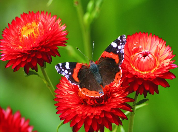 A butterfly on some red peonies HD wallpaper