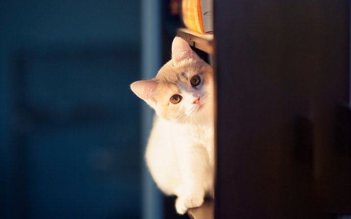 Cat hidden in the closet