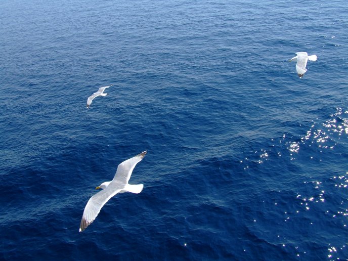 Seagulls flying over blue sea HD wallpaper