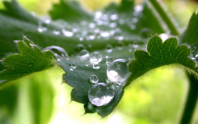 Water drops on leaf nettle - macro wallpaper