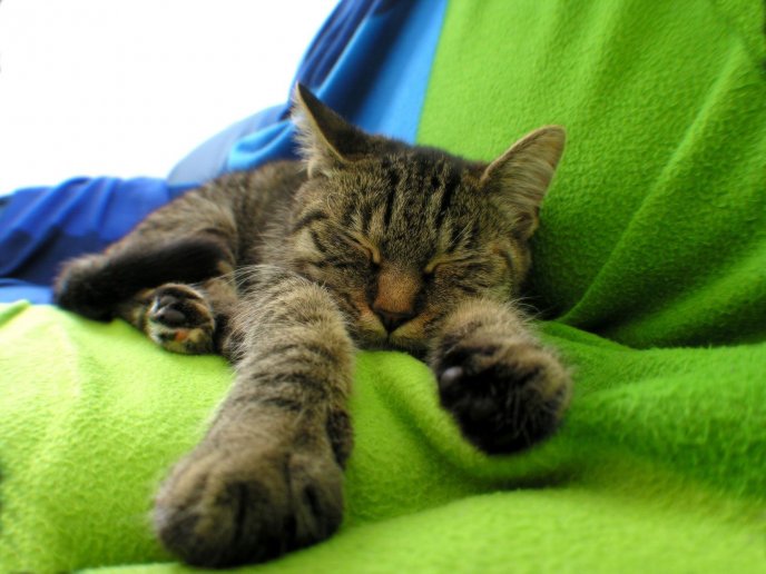 Little cat is sleeping on a green blanket