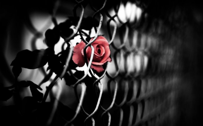 Artistic picture - red rose behind bars