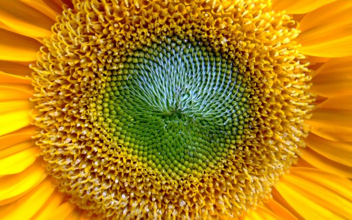Beautiful sunflower - macro HD wallpaper